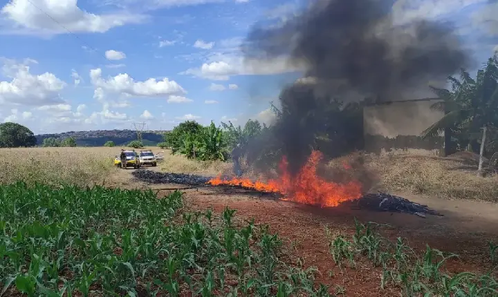 Três pessoas são presas queimando tubos em área rural na região de Apucarana